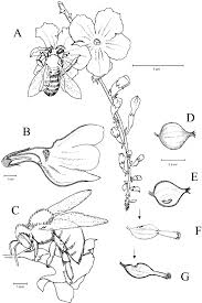 Image result for Duranta erecta