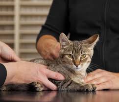 When we talk about your heart rate, we are actually referring to your resting heart rate. How Quick Is A Normal Heart Rate For Cats