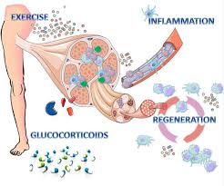 Image result for Polymyositis