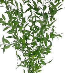 Maybe you would like to learn more about one of these? Ruscus Italian Charlotte Flower Market
