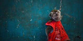 Can the state compel you to take a vaccine with the reward of everyday freedoms? Watch What Happened To Jakarta S Dancing Monkeys Topeng Monyet After The Practice Was Banned In 2013 Coconuts Jakarta