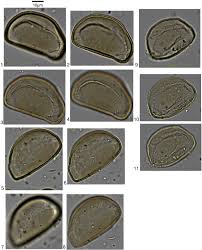 Image result for Millettia psilopetala