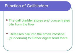 | study material, lecturing notes, assignment the function of the gallbladder is to store and concentrate bile that is secreted by the liver. The Digestive System
