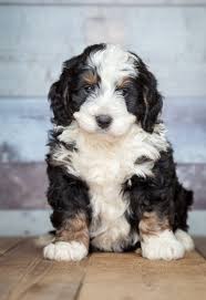 We have bernedoodle puppies for sale, these loving and intelligent puppies are a cross between a bernese mountain dog and a poodle, these are a few words that families use to buffaloridge's bernedoodle & sheepadoodle puppies come with/from: Bernedoodle Dog Breed Information Facts Temperament Size All Things Dogs All Things Dogs