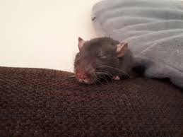 Советы по кормлению больной крысы? : rRATS