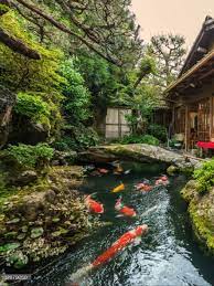 Find images of koi pond. A Beautiful Japanese Koi Pond Koi Pond Design Fish Pond Gardens Ponds Backyard