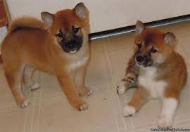 Reserve your shiba inu puppy today for kiara's upcoming litter. Shiba Inu Puppies Located In Fl Price 600 For Sale In Orlando Arkansas Best Pets Online