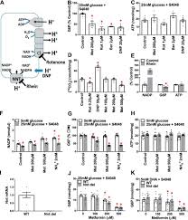 What is the function of metformin? Metformin Lowers Glucose 6 Phosphate In Hepatocytes By Activation Of Glycolysis Downstream Of Glucose Phosphorylation Journal Of Biological Chemistry