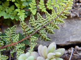 Image result for Cheilanthes