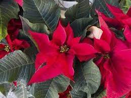 Site Verification Poinsettia Plant Poinsettia Care Poinsettia Flower