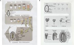 It also helps enhance the nutritional content, stabilize and increase yield, and this report forecasts revenue growth at the regional and country levels and provides an analysis of the latest industry trends and opportunities in each of the. Frontiers Automation And Scale Up Of Somatic Embryogenesis For Commercial Plant Production With Emphasis On Conifers Plant Science