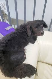 Always spay or neuter your pets. 5 Delightful Doggies To Adopt Now In Orlando