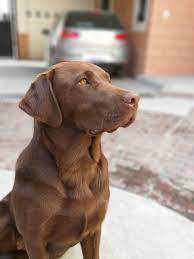 We are a small northeast ohio professional breeder of excellent quality akc registered labrador retrievers.we are located in the beautiful lake milton, ohio. Took This Photo Of My 8 Month Old Chocolate Lab Music Indieartist Chicago Lab Puppies Animal Photography Dogs Cute Dogs And Puppies