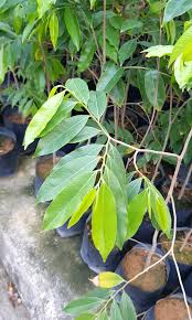 Agarwood leaf tea, hamtic, philippines. Plant Aquilaria Malaccensis Agarwood ç™½å¥‡æ¥ æ²‰é¦™ 6 7ft Gardening Plants On Carousell