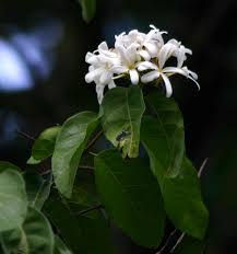 Image result for Saba comorensis