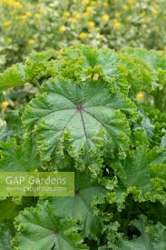Image result for Malva verticillata