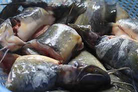 Rendang mentarang versi mak anie sedap hingga menjilat jari ! Gulai Lemak Ikan Keli Kelantan Siti Noraisyah Mohammad Rosdi