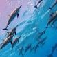 Dolphin Retreat in Egypt | November 2025 event image