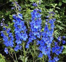 Delphiniums Delphinium Flowers Delphinium Flower Landscape