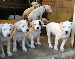 Dogo Argentino Facts Habitat Diet And Size With Pictures