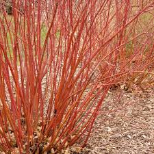 Red willow there are all sorts of plants you can use to provide much needed color in your garden in winter. Bailey Red Twigged Dogwood Naturehills Com