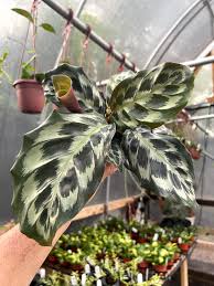Image result for Calathea