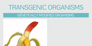 The use of the chemical compound colchicine. What Are The Transgenic Organisms