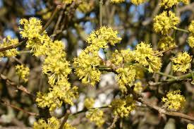 Kornelkirsche Cornus Mas Pflanzen Kornelkirsche Anpflanzung