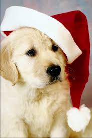 46 Christmas Puppy Wallpaper For Computer On Wallpapersafari