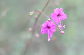 Image result for Commicarpus