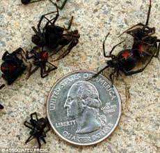 They are considered the most venomous spiders in north america; Hot Steamy Summer In The U S Leads To A Boom In Infestation Of Black Widow Spiders Daily Mail Online