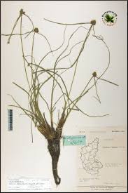 Image result for Cyperus dubius