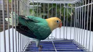 Maybe you would like to learn more about one of these? Parblue Opaline Crystal Clear Head Lovebird Agapornis Youtube
