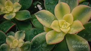 Sedum acre is one of the most famous and attractive sedum succulents and it produces some of the most stunning yellow flower blooms you will ever see on a plant. Succulent Green Yellow Leaf Plant Photograph By David Zanzinger