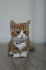 Adorably Short Munchkin Kittens Munchkin Kitten Kittens Cutest Cute Baby Cats