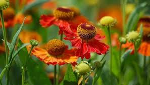 The magic of this flower represents one is aspiring. Chrysanthemum Flower Meaning Symbolism And Colors