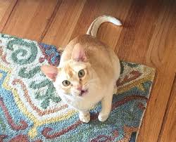 Or do you pick a unique name that no other feline you know is bound to when it comes to female cat names, you've got so many choices. European Burmese Cat Breed Information Pictures Characteristics Facts