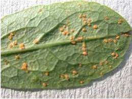 Transboundary plant pests and diseases can easily spread to several countries and reach epidemic proportions. Volume 6b Pests And Diseases Horticulture Department Of Agriculture