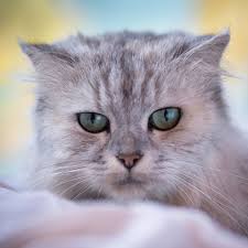 Dry Clean Cat Shampoo Spray Petagadget Cat Shampoo Crazy Cats Cat Pet Supplies