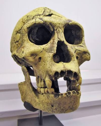 Dmanisi hominins - Wikipedia