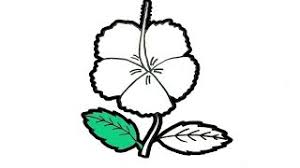 Gambar mewarnai bunga untuk anak tk dan sd terdapat banyak gambar untuk mewarnai bunga yang sudah kami persiapkan diatas dari gambar bunga tulip gambar bunga matahari sampai gambar bunga mawar yang bisa kalian. Belajar Cara Menggambar Dan Mewarnai Bunga Sepatu Dengan Mudah Menggunakan Pensil