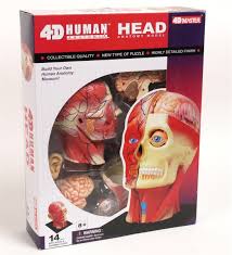 Human malformation terminology home page. 4d Vision Human Head Anatomy Model