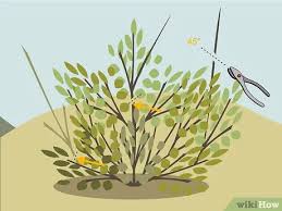 Do not prune in the fall (generally from august to late october), since new growth will not have a chance to harden off before winter. 3 Ways To Prune Shrubs Wikihow
