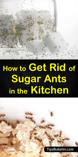 However, many of these products are not safe to handle. 4 Simple Ways To Get Rid Of Sugar Ants In The Kitchen