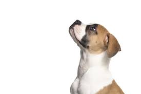 As far as the american bulldog's origins are concerned the three dominant theories are the according to the first one, the american bulldog was brought over to america by the colonists. American Bulldog