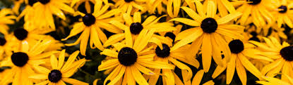 Discover 101 perennials that like the sun. Top 10 Low Maintenance Perennials