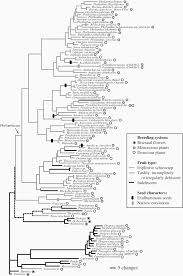 Image result for Thecacoris