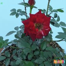 Arti bunga berwarna merah mengandung pesan yang jelas untuk menunjukkan kekuatan cinta yang romantis. Jual Tanaman Hias Mawar Baby Rambat Warna Merah Berkualitas