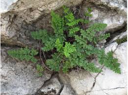 Image result for Cheilanthes