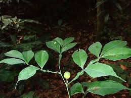 Image result for Citropsis